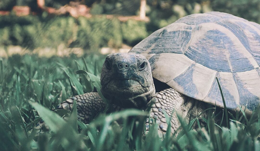 A turtle looks as if he has completed his tasks after putting in effort instead of force.